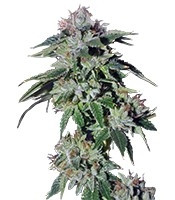 Pure Kush (GHS) Cannabis-Samen